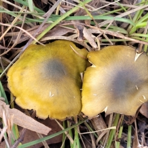 Cortinarius austrovenetus at Bruce, ACT - 4 Jul 2022 01:05 PM