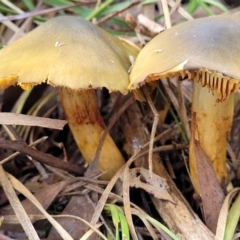 Cortinarius austrovenetus at Bruce, ACT - 4 Jul 2022 01:05 PM