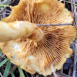 Cortinarius austrovenetus at Bruce, ACT - 4 Jul 2022