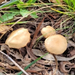 Unidentified Cap on a stem; gills below cap [mushrooms or mushroom-like] at Flea Bog Flat, Bruce - 4 Jul 2022 by trevorpreston