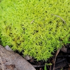 Unidentified Moss, Liverwort or Hornwort at Bruce, ACT - 4 Jul 2022 by trevorpreston