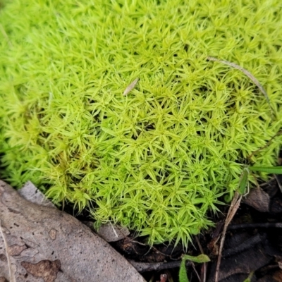 Barbula crinita at Flea Bog Flat, Bruce - 4 Jul 2022 by trevorpreston