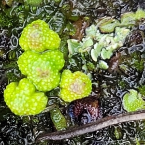 Asterella drummondii at Aranda, ACT - 4 Jul 2022