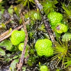 Asterella drummondii at Aranda, ACT - 4 Jul 2022