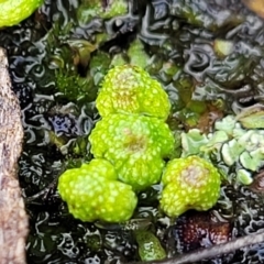 Asterella drummondii at Aranda, ACT - 4 Jul 2022