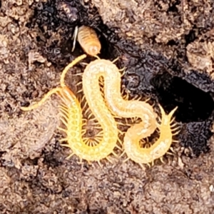Geophilomorpha sp. (order) (Earth or soil centipede) at Aranda, ACT by trevorpreston