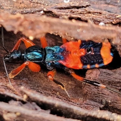 Ectomocoris patricius (Ground assassin bug) at Bruce Ridge to Gossan Hill - 4 Jul 2022 by trevorpreston