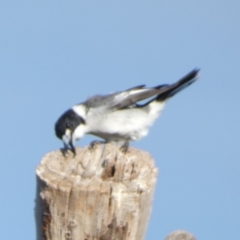 Cracticus torquatus (Grey Butcherbird) at Queanbeyan West, NSW - 3 Jul 2022 by Paul4K