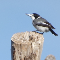 Cracticus torquatus at Queanbeyan West, NSW - 4 Jul 2022