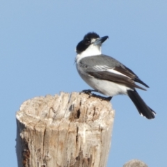 Cracticus torquatus at Queanbeyan West, NSW - 4 Jul 2022 09:23 AM