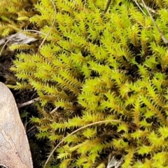 Triquetrella (A trailing moss) at Aranda, ACT - 4 Jul 2022 by trevorpreston