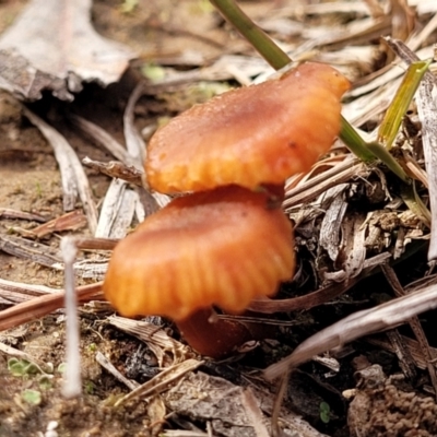 Laccaria sp. (Laccaria) at Aranda, ACT - 4 Jul 2022 by trevorpreston