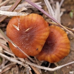 Laccaria sp. at Aranda, ACT - 4 Jul 2022