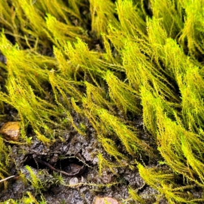 Unidentified Moss, Liverwort or Hornwort at Bruce Ridge to Gossan Hill - 4 Jul 2022 by trevorpreston