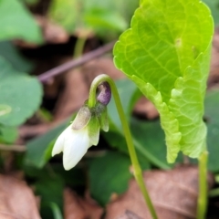 Viola odorata (Sweet Violet, Common Violet) at Bruce, ACT - 4 Jul 2022 by trevorpreston