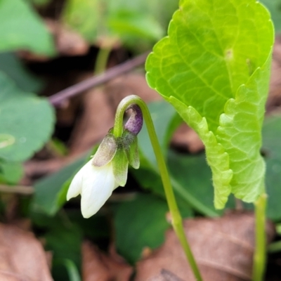 Viola odorata (Sweet Violet, Common Violet) at Bruce Ridge to Gossan Hill - 4 Jul 2022 by trevorpreston