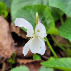 Viola odorata at Bruce, ACT - 4 Jul 2022