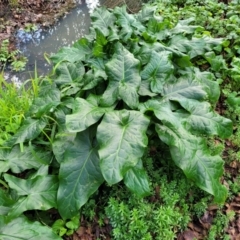 Arum italicum (Italian Arum) at Bruce Ridge to Gossan Hill - 4 Jul 2022 by trevorpreston