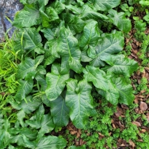 Arum italicum at Bruce, ACT - 4 Jul 2022