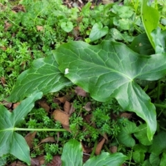 Arum italicum at Bruce, ACT - 4 Jul 2022 12:46 PM