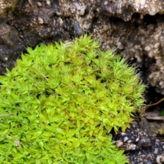 Unidentified Moss, Liverwort or Hornwort at Bruce Ridge to Gossan Hill - 4 Jul 2022 by trevorpreston