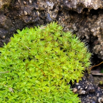 Unidentified Moss / Liverwort / Hornwort at Bruce, ACT - 4 Jul 2022 by trevorpreston