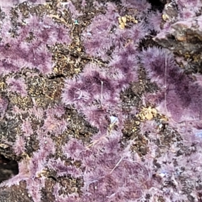 Phlebiopsis crassa (A corticioid or paint fungi) at Bruce, ACT - 4 Jul 2022 by trevorpreston