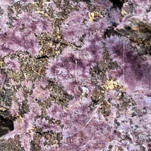 Phlebiopsis crassa (A corticioid or paint fungi) at Bruce, ACT by trevorpreston