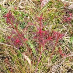 Haloragis heterophylla (Variable Raspwort) at Flea Bog Flat, Bruce - 4 Jul 2022 by trevorpreston