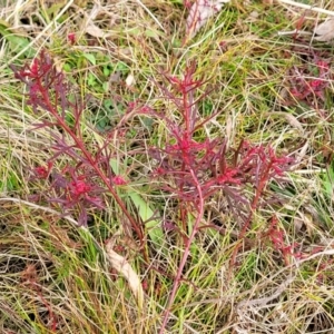 Haloragis heterophylla at Bruce, ACT - 4 Jul 2022