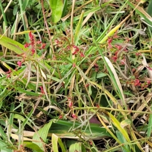 Haloragis heterophylla at Bruce, ACT - 4 Jul 2022