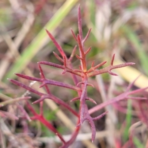 Haloragis heterophylla at Bruce, ACT - 4 Jul 2022