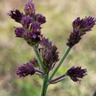 Verbena incompta (Purpletop) at Bruce, ACT - 4 Jul 2022 by trevorpreston