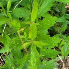 Verbena incompta at Bruce, ACT - 4 Jul 2022 12:39 PM