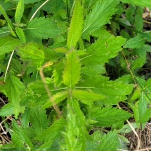 Verbena incompta at Bruce, ACT - 4 Jul 2022 12:39 PM