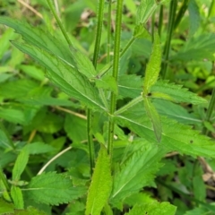 Verbena incompta at Bruce, ACT - 4 Jul 2022 12:39 PM