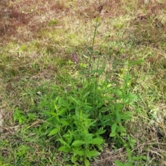 Verbena incompta at Bruce, ACT - 4 Jul 2022 12:39 PM