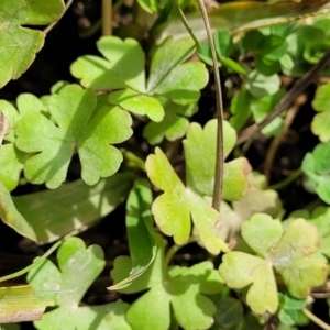 Hydrocotyle sibthorpioides at Bruce, ACT - 4 Jul 2022