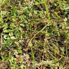 Hydrocotyle sibthorpioides at Bruce, ACT - 4 Jul 2022 12:39 PM