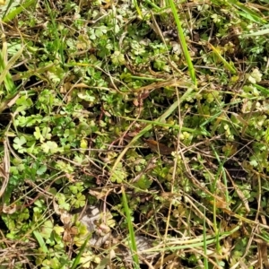 Hydrocotyle sibthorpioides at Bruce, ACT - 4 Jul 2022