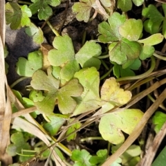 Hydrocotyle sibthorpioides at Bruce, ACT - 4 Jul 2022