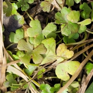 Hydrocotyle sibthorpioides at Bruce, ACT - 4 Jul 2022 12:39 PM