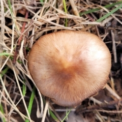 Unverified Cap on a stem; gills below cap [mushrooms or mushroom-like] at Bruce, ACT - 4 Jul 2022 by trevorpreston