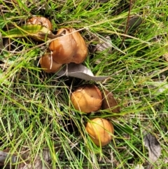 Unverified Cap on a stem; gills below cap [mushrooms or mushroom-like] at Bruce, ACT - 4 Jul 2022 by trevorpreston