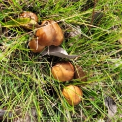 Unidentified Cap on a stem; gills below cap [mushrooms or mushroom-like] at Bruce, ACT - 4 Jul 2022 by trevorpreston