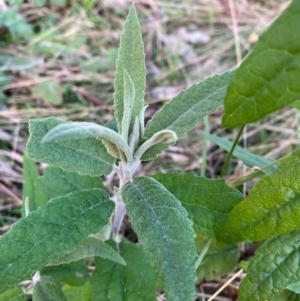 Olearia lirata at Callum Brae - 3 Jul 2022