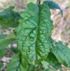 Olearia lirata at Callum Brae - 3 Jul 2022 03:02 PM