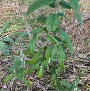 Olearia lirata at Callum Brae - 3 Jul 2022