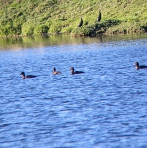 Aythya australis at Bonegilla, VIC - 4 Jul 2022