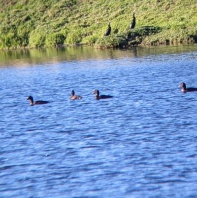 Aythya australis (Hardhead) at Wodonga - 3 Jul 2022 by Darcy